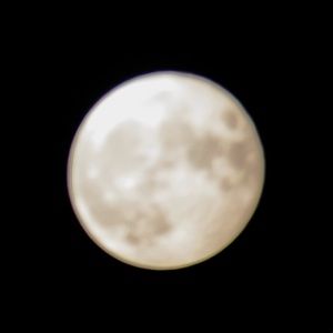 Meet your Posher, Alix, ely, rose